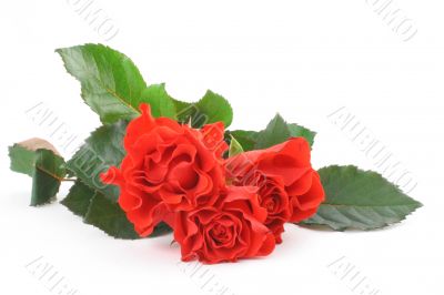 three beautiful roses on white