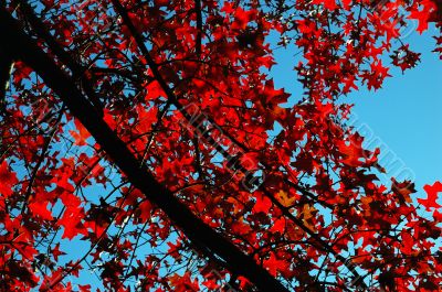 trees view upwards