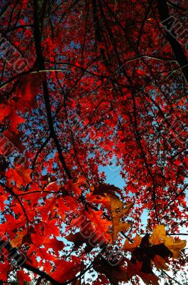 trees view upwards