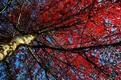 trees view upwards