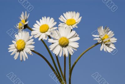 daisy bouquet on blue