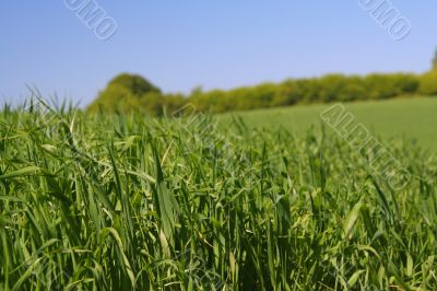 among rich green grass