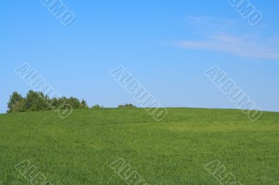 bright meadow