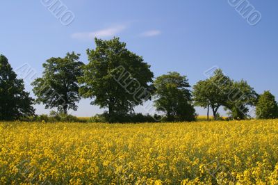 Canola field and clear sky