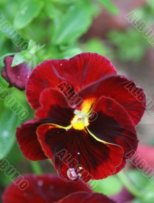 dew drop on pansy`s petal