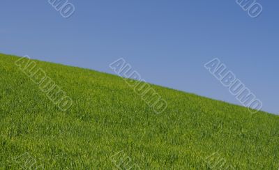 perfect meadow with clear sky