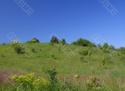 meadow on a hill