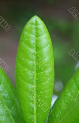 morning dew