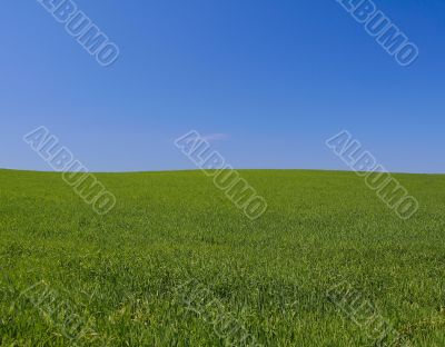 perfect meadow