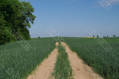 track in young wheat