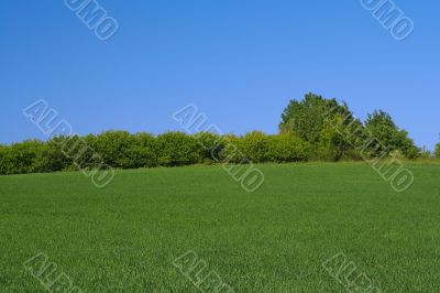 tree line on the edge of a perfect meadow