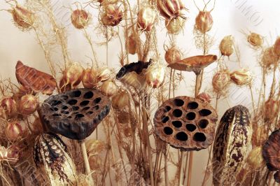 Dry Flowers