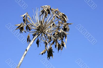 Dry Blossom
