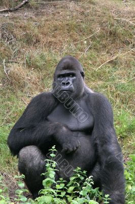 Impressive gorilla