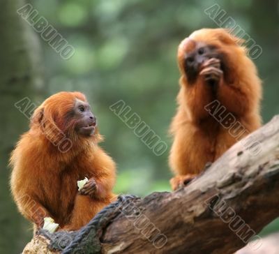 Golden Lion Tamarin