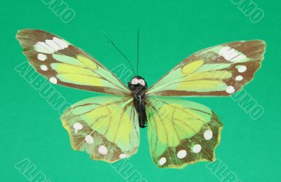 artificial butterfly on green background