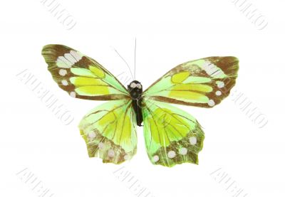 artificial butterfly on white background
