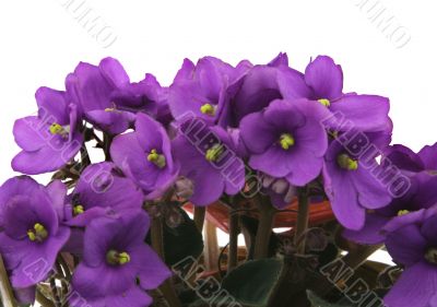 bunch of fresh violets on white
