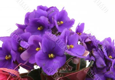 bunch of fresh violets on white