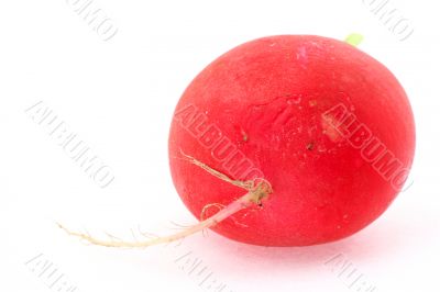 macro of  radish with a rootlet