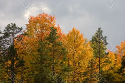 Autumn forest