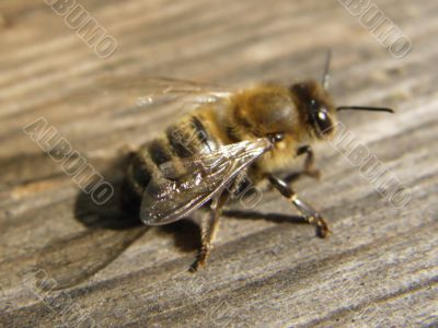 Melliferous bee