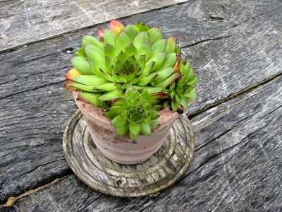 Flower pot