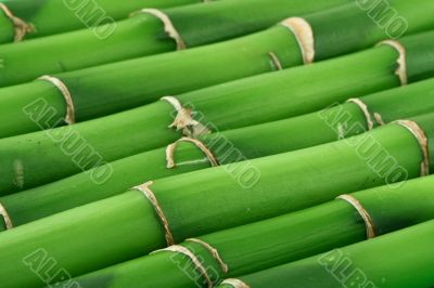 bamboo background