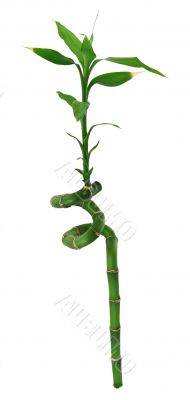 lucky bamboo
