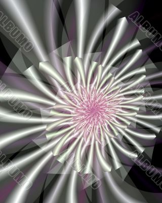 Shasta daisy
