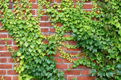 Wall with the grapes