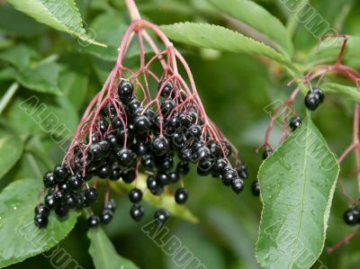 Bush with the berries