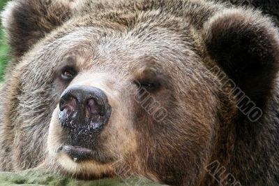 Snout of the beast 2