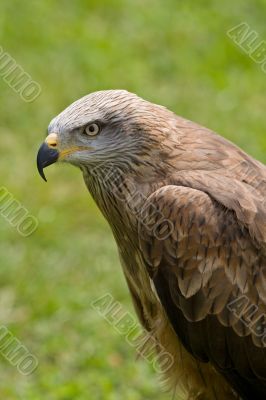 Eagle portrait