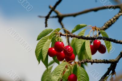 Cherry