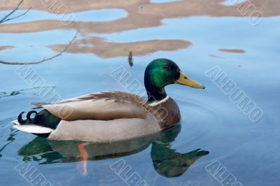 Duck