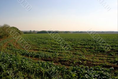 Field