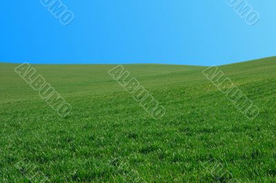 Field