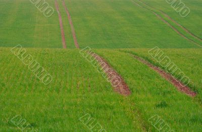 Field