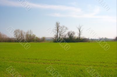 Field