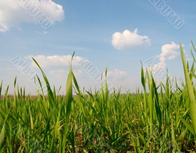 Field