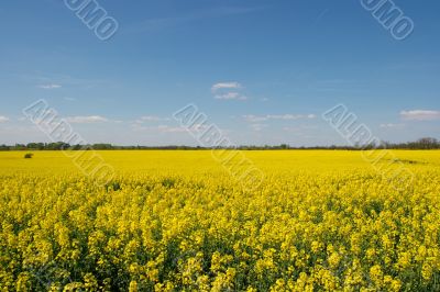 Field