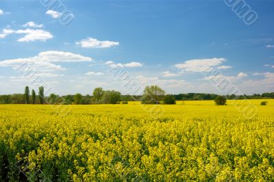 Field