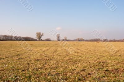 Field