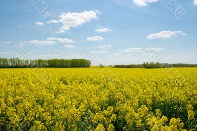 Field