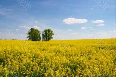 field