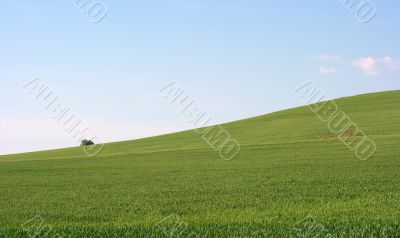 Field