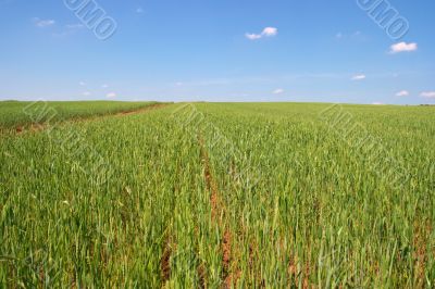 Field