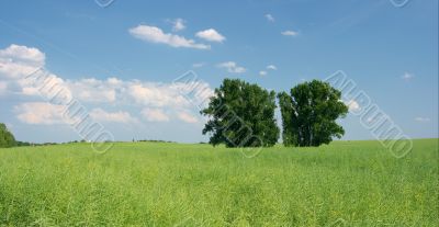 Field
