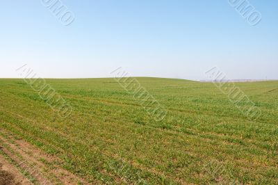 Field